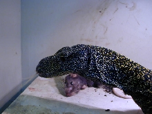 Female Croc