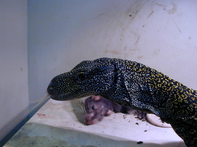 Female Croc
