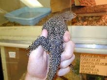 Speckled