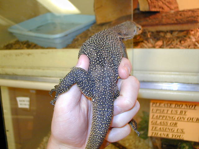 Speckled