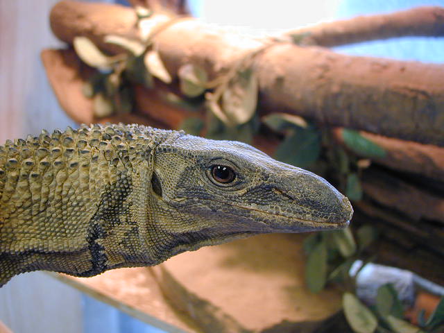 Head Shot