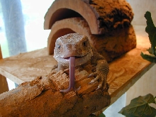 Sav tongue