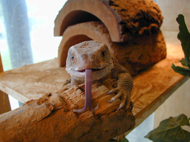 Sav tongue