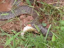 PA snake in creek eating fish