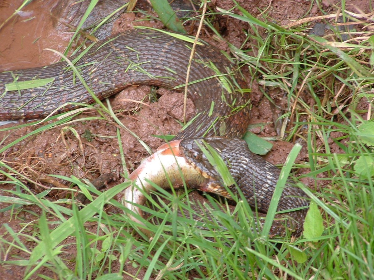 PA snake in creek eating fish