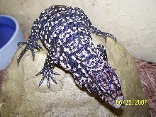 female 1