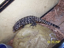 female 3