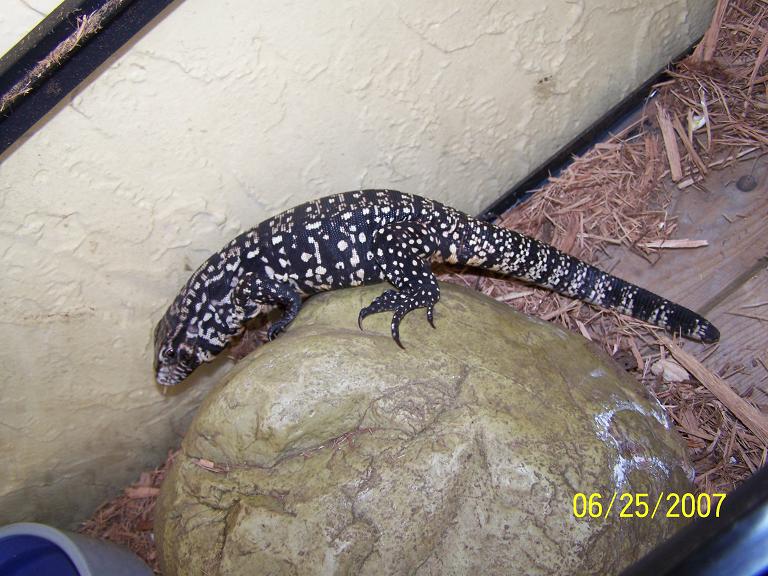 female 3