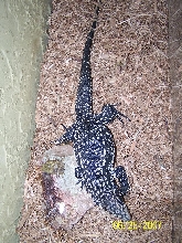 male 1