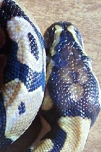 Head Shot 2