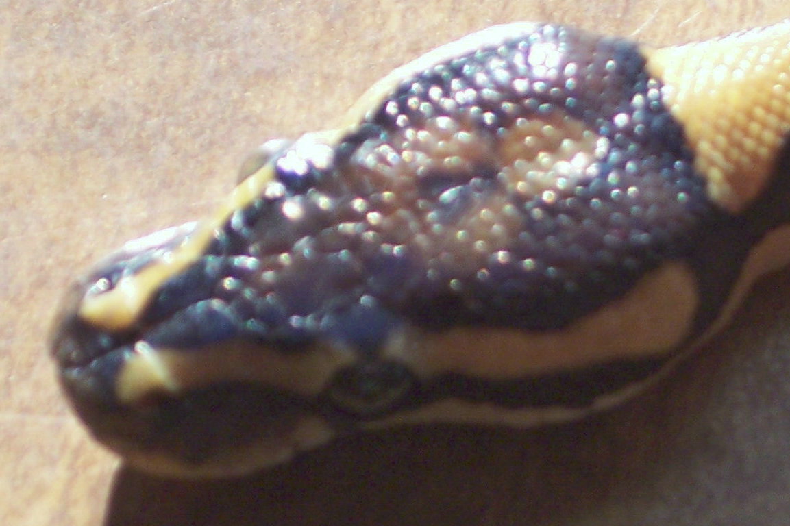Head shot