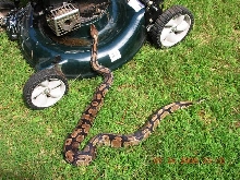 BIG Girl Ball Python MOCHA