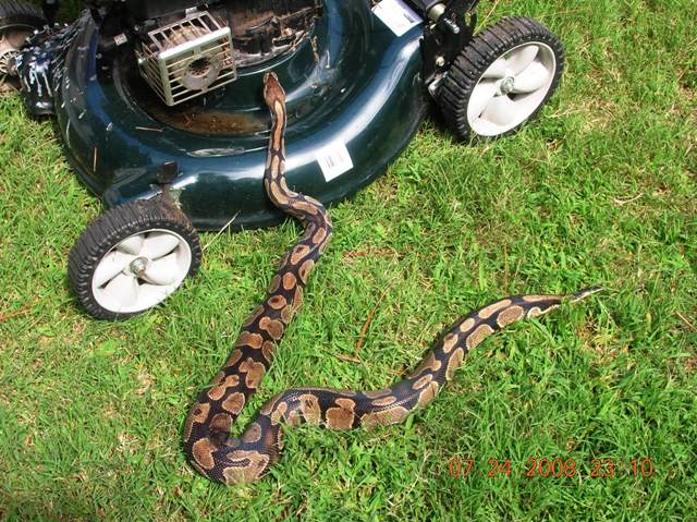 BIG Girl Ball Python MOCHA