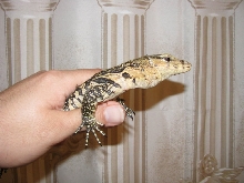 Water monitor
