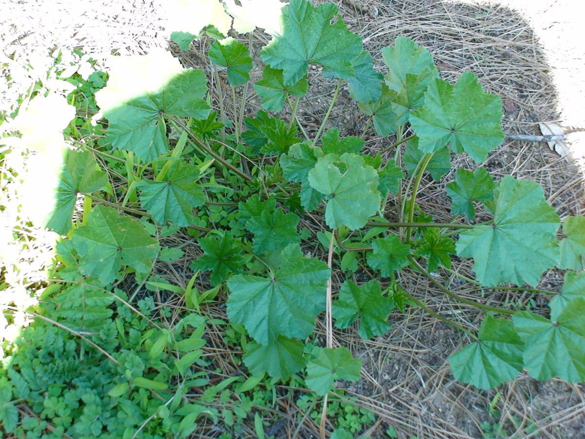plant
