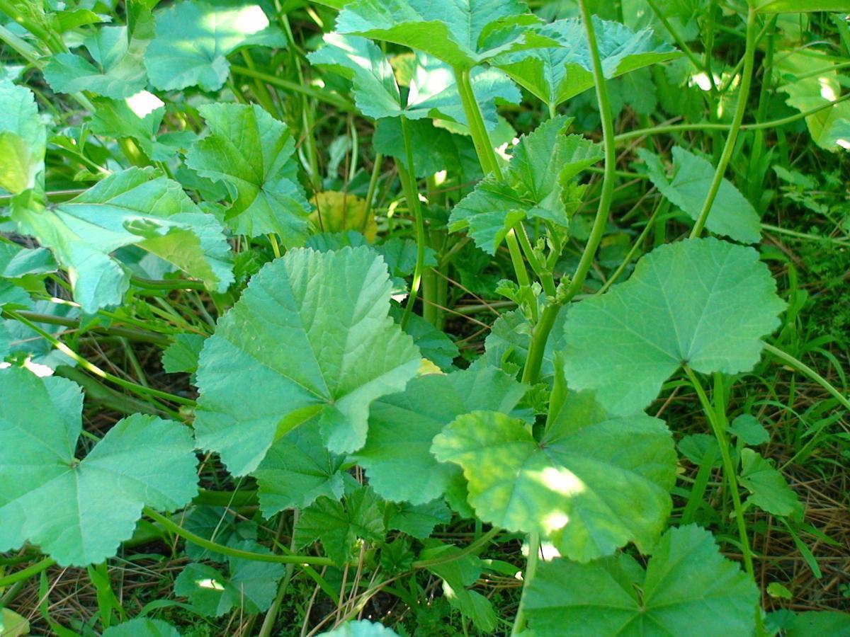 plant