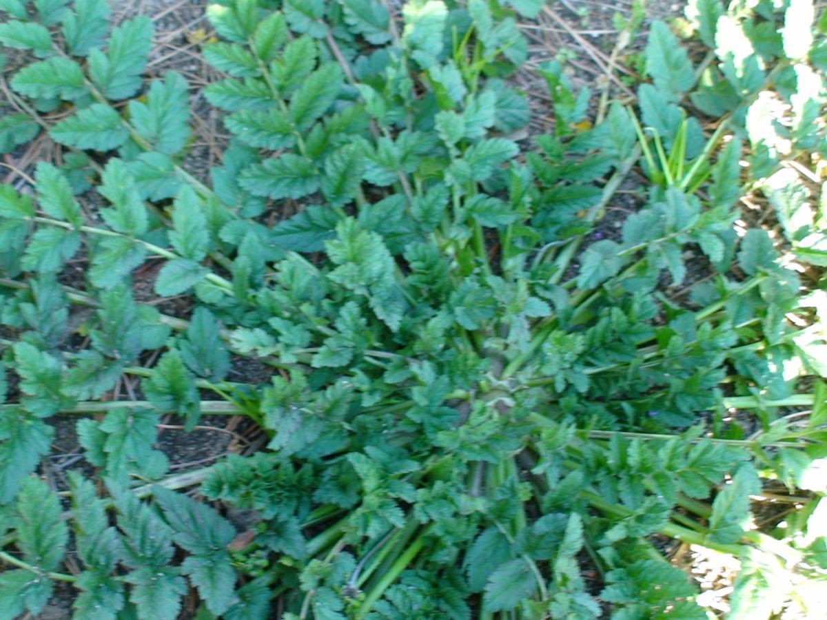 plant