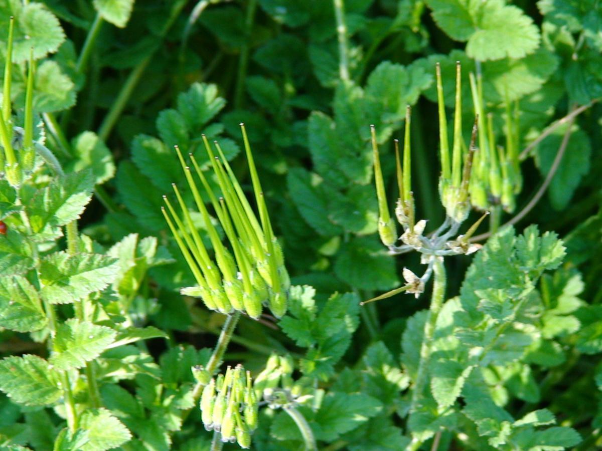 plant