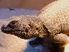 Mr Chukkles head profile.