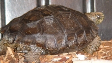 Sherman (3)