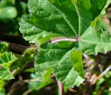 Weed type1a