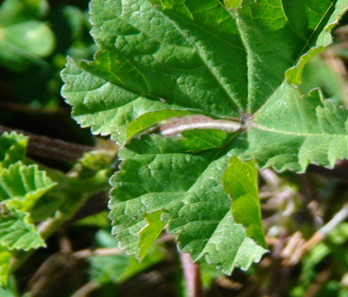 Weed type1a