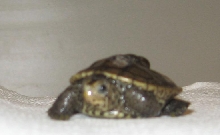 What is he?