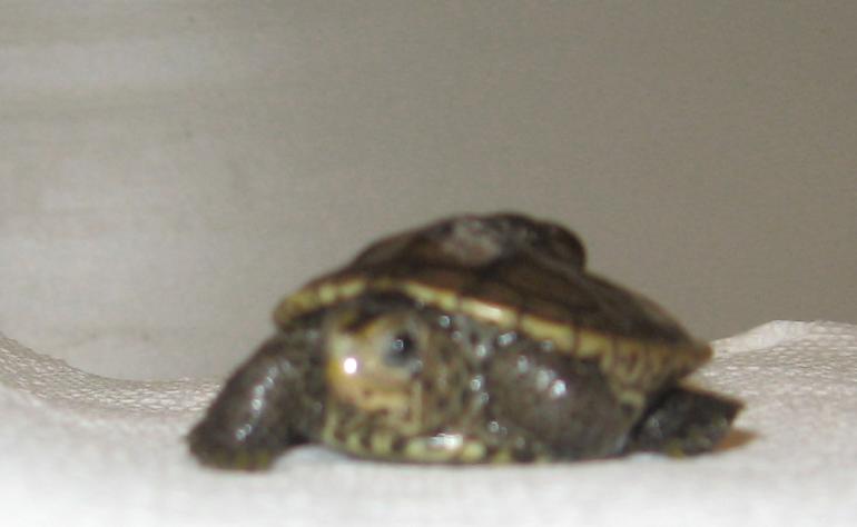 What is he?