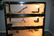 Snake cage with occupants