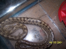 Prairies Kingsnake?