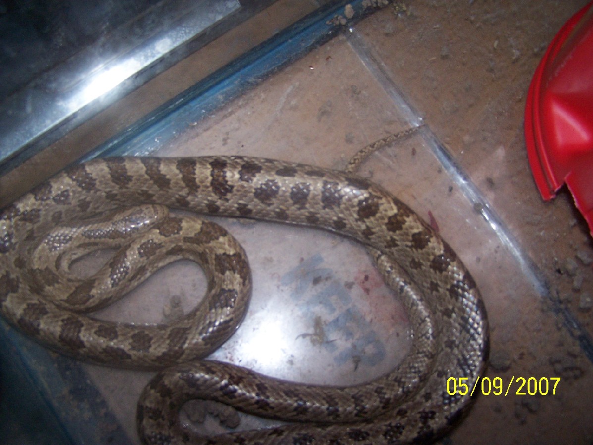 Prairies Kingsnake?