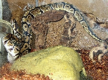Damian 3