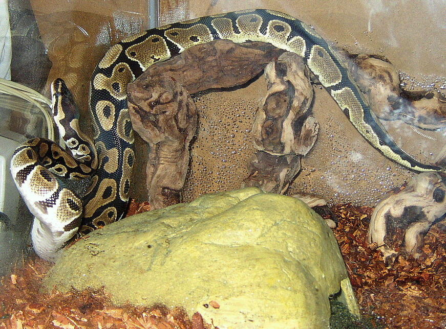 Damian 3