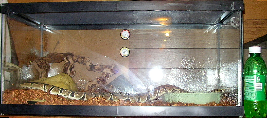 Damian 2