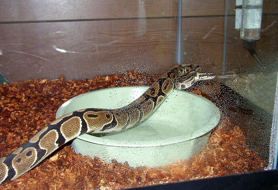 Damian 1