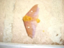 Furry moth