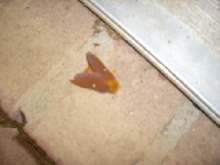 What kind of moth is this?!?