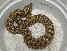 Double het Toffee Belly