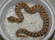 Double het Toffee Belly