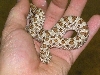 Brown Hognose