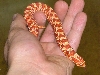 Extreme Red Albino