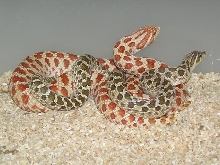 Extreme Red toffeebelly x het Toffeebelly