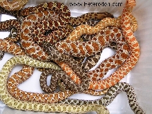 Hognose mix 2010