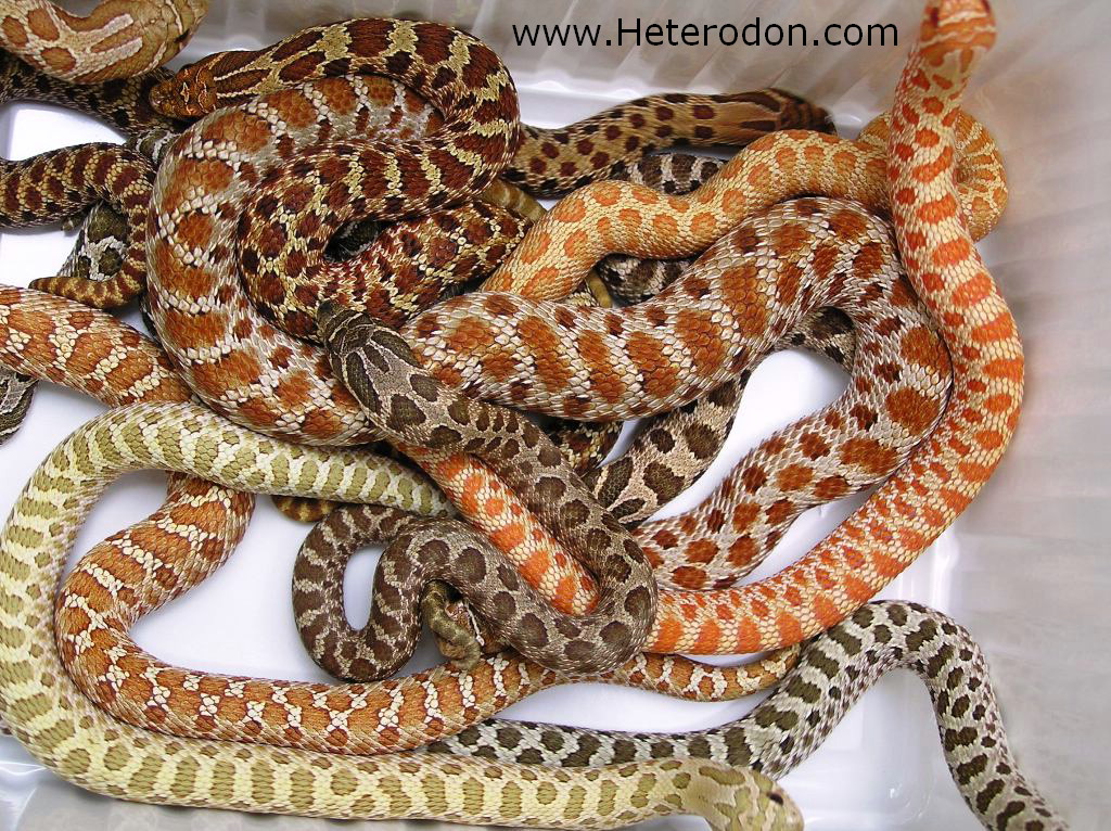 Hognose mix 2010