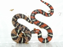 Lystrophis two colours one clutch