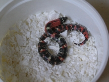 Jungle Lystrophis