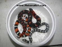 Lystrophis morphs