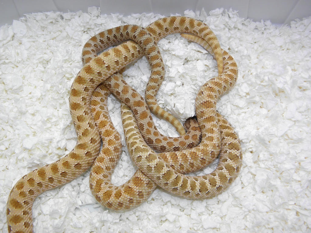 Pistachio