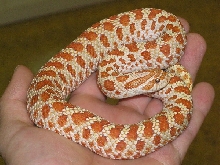 Red Paradox T  Albino