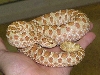 T  Albino